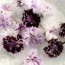 Image result for Centaurea cyanus