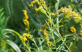 Attēlu rezultāti vaicājumam “Solidago canadensis fruit”