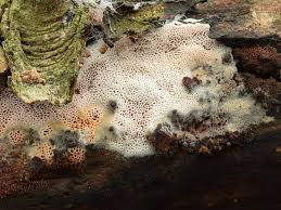 Attēlu rezultāti vaicājumam “Ceriporia purpurea”