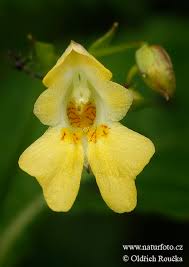 Attēlu rezultāti vaicājumam “Impatiens parviflora”