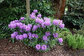 Attēlu rezultāti vaicājumam “Rhododendron catawbiense”