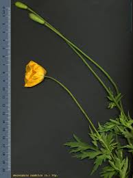 Image result for Meconopsis cambrica