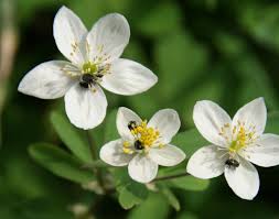 Attēlu rezultāti vaicājumam “Isopyrum thalictroides flower”