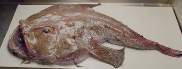Image result for Lophius americanus