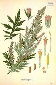 Attēlu rezultāti vaicājumam “Artemisia vulgaris flower”