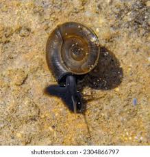 Attēlu rezultāti vaicājumam “Planorbidae”