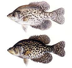 Image result for Pomoxis nigromaculatus