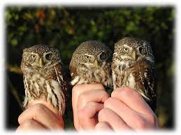 Attēlu rezultāti vaicājumam “Glaucidium passerinum”