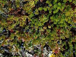 Attēlu rezultāti vaicājumam “Empetraceae”