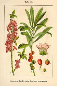 Attēlu rezultāti vaicājumam “Daphne mezereum”