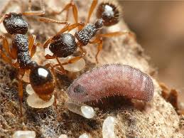 Attēlu rezultāti vaicājumam “Phengaris arion”