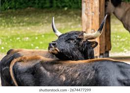 Attēlu rezultāti vaicājumam “Bos primigenius taurus”