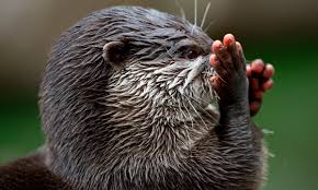 Image result for Worthing Otters