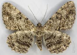 Attēlu rezultāti vaicājumam “Hypomecis roboraria”