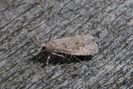 Attēlu rezultāti vaicājumam “Epiblema grandaevana”