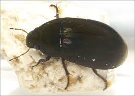 Attēlu rezultāti vaicājumam “Hydrochara caraboides”