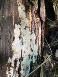 Attēlu rezultāti vaicājumam “Ceriporia viridans”