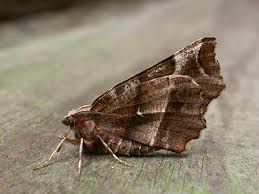 Attēlu rezultāti vaicājumam “Selenia dentaria larva”