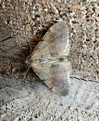 Attēlu rezultāti vaicājumam “Pennithera firmata”