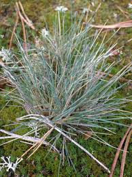 Attēlu rezultāti vaicājumam “Corynephorus canescens leaf”