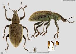 Attēlu rezultāti vaicājumam “Chlorophanus viridis”