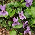 Attēlu rezultāti vaicājumam “Viola collina leaf”