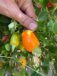 Attēlu rezultāti vaicājumam “Anisantha tectorum fruit”
