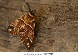 Attēlu rezultāti vaicājumam “Endromis versicolora”