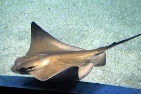 Image result for Myliobatis aquila