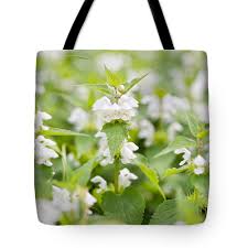 Attēlu rezultāti vaicājumam “Lamium album”