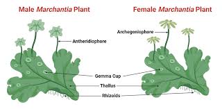 Attēlu rezultāti vaicājumam “Marchantia polymorpha”