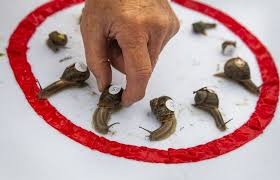 Image result for World Snail Racing Championships