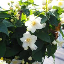 Attēlu rezultāti vaicājumam “Philadelphus coronarius”