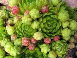 Attēlu rezultāti vaicājumam “Jovibarba globifera”