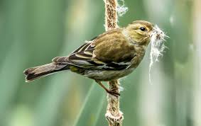 Attēlu rezultāti vaicājumam “Acrocephalus schoenobaenus”