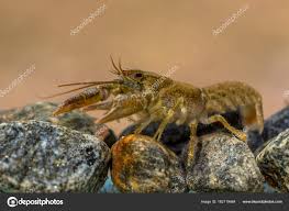 Attēlu rezultāti vaicājumam “Astacus astacus”