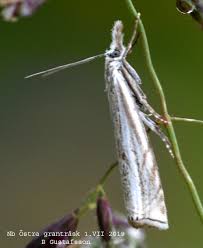 Attēlu rezultāti vaicājumam “Crambus pratella”