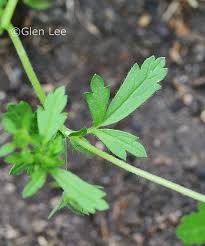 Attēlu rezultāti vaicājumam “Potentilla norvegica leaf”