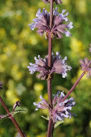 Attēlu rezultāti vaicājumam “Salvia verticillata”