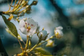 Attēlu rezultāti vaicājumam “Malus domestica flower”