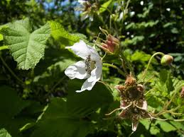 Attēlu rezultāti vaicājumam “Rubus parviflorus fruit”