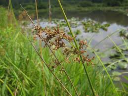 Attēlu rezultāti vaicājumam “Juncus gerardii fruit”