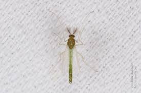 Attēlu rezultāti vaicājumam “Chironomidae imago”