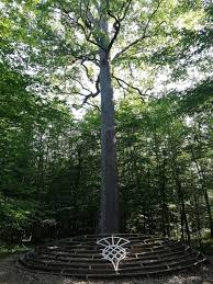 Attēlu rezultāti vaicājumam “Lycogala persicum sessile”