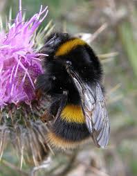 Attēlu rezultāti vaicājumam “Bombus terrestris”