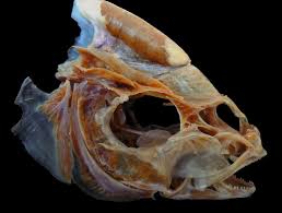 Image result for Pseudocaranx dentex