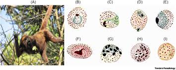 Attēlu rezultāti vaicājumam “undetermined plasmodium”