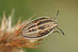 Attēlu rezultāti vaicājumam “Aelia acuminata”