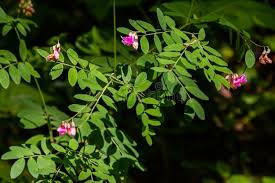 Attēlu rezultāti vaicājumam “Lathyrus niger”