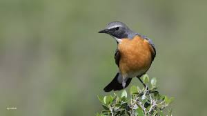 Image result for Irania gutturalis